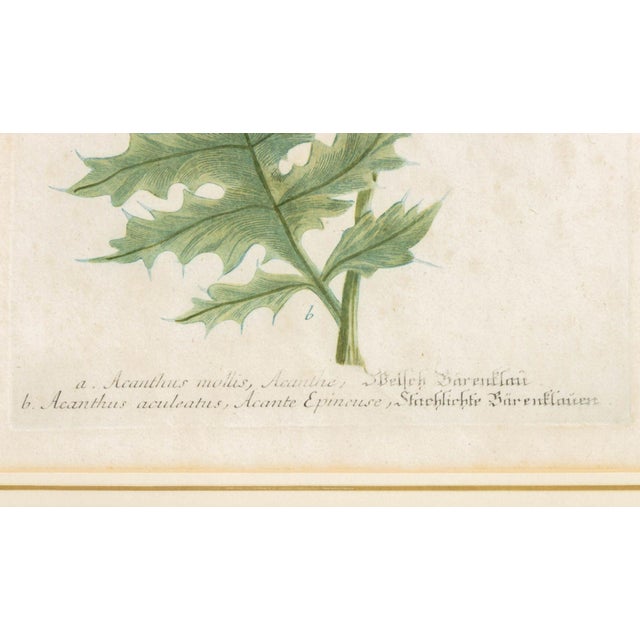 Johann Wilhelm Weinmann Botanical Engravings, Pair For Sale - Image 10 of 14