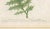 Johann Wilhelm Weinmann Botanical Engravings, Pair For Sale - Image 10 of 14