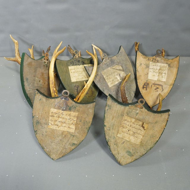 Wood Set of Six Roe Deer Trophies on Wooden Plaques Salem Germany Ca. 1900s For Sale - Image 7 of 9