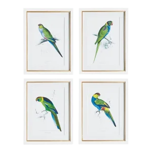 Colorful Parrot Prints - Set of 4