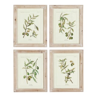 Framed Olive Leaf Botanical Prints, Set Of 4 For Sale