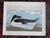 Vintage Charley Harper Modernist Abstracted Bird Lithographs (10.75" X 8.25") - Set of 9 For Sale - Image 4 of 11