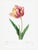 Tulip by Pierre-Joseph Redouté, Vintage Botanical Art Print, 30" X 40" For Sale