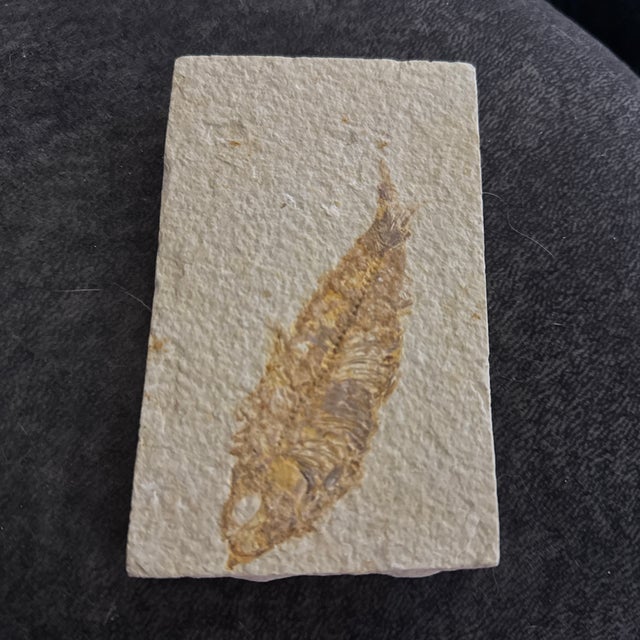 Fossil Plate Knightia From the Green River Formation - In Limestone For Sale In New Orleans - Image 6 of 6