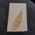 Fossil Plate Knightia From the Green River Formation - In Limestone For Sale In New Orleans - Image 6 of 6