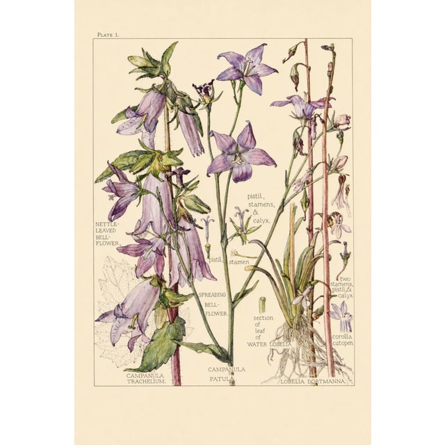 Bell Flowers Plate 1, Vintage Botanical Art Print Reproduction, 24" X 36" For Sale