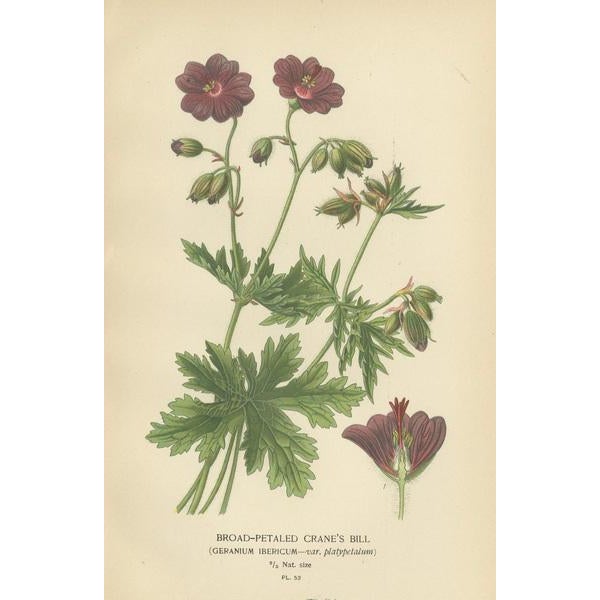 "Victorian Botanical Splendor: A Collection from Edward Step's Horticultural Compendium" Three prints showing the wider...
