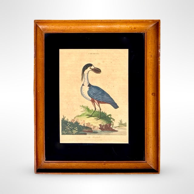 George Edwards 18th-Century English Hand-Colored Natural History Orinthology Bird Engravings, Pair For Sale - Image 4 of 8