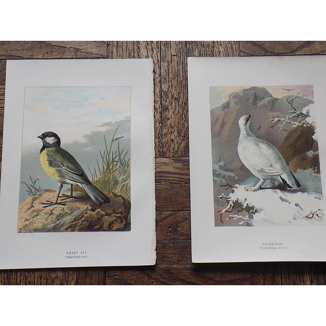 Late 18th Century Antique 19th Century Wild Bird Chromolithographs - Set of 9 For Sale - Image 5 of 9