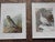 Late 18th Century Antique 19th Century Wild Bird Chromolithographs - Set of 9 For Sale - Image 5 of 9