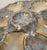 Early 20th Century Set of Five Antique French Limoges Oyster Plates With Gold Fleck Glaze For Sale - Image 4 of 8
