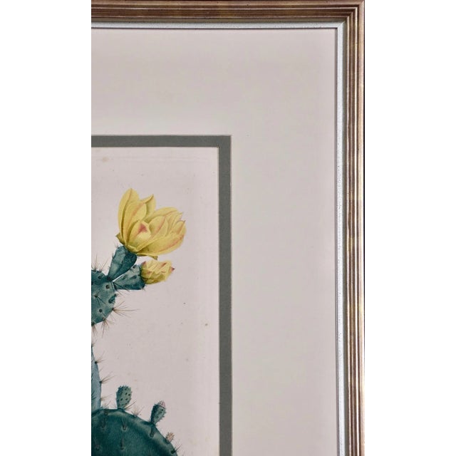 Flowering Cactus: Redoute Hand-Colored Engraving "Cactus Opuntia Polyanthos", 1799 For Sale In San Francisco - Image 6 of 6