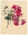 E.B.R., Pink & White Geranium Flowers, Watercolour For Sale - Image 3 of 7