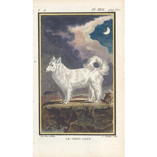 1758 Buffon Dog Engraving Le Chien Loup" (The Wolf Dog) For Sale