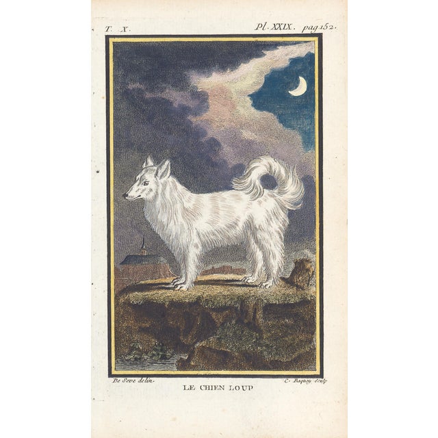 1758 Buffon Dog Engraving Le Chien Loup" (The Wolf Dog) For Sale