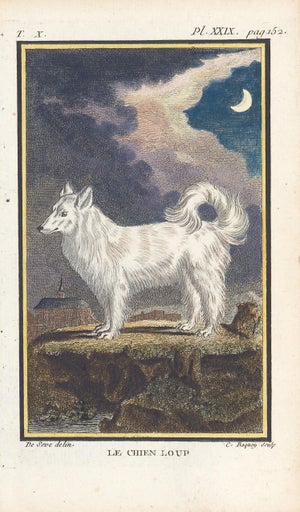 1758 Buffon Dog Engraving Le Chien Loup" (The Wolf Dog)