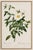 Vintage botanical artwork reproduced from Les Roses by Pierre-Joseph Redouté and refined for modern printing. Featuring...