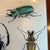 American 1990s John Derian Rectangular Beetle Tray For Sale - Image 3 of 12