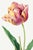 A striking example of early 19th-century botanical illustration, this vintage art print reproduction features Tulip by...