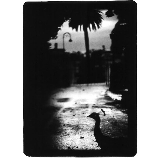 All prints are produced to order. All prints are shipped unframed. Brunelli started photographing animals in 2005. Finding...