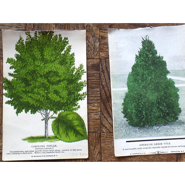 Printmaking Materials Antique Hand Finished Tree & Shrub Lithographs - Set of 12 For Sale - Image 7 of 10