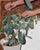 This oil painting depicts a rubber plant, its lush green leaves contrasting against a warm, earthy background. Two hands...