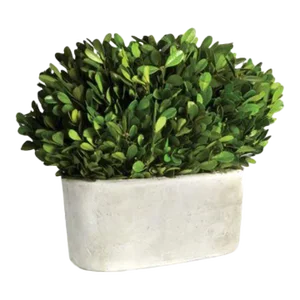 Boxwood Bush in Oval Pot