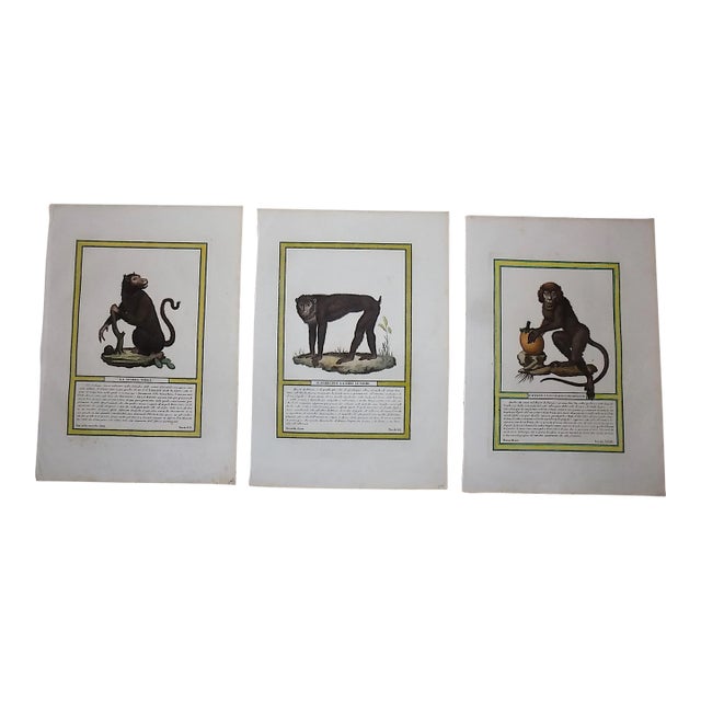 Antique Italian 18th Century Hand Colored Copperplate Monkey Engravings - A Pair For Sale