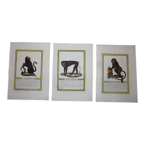 Antique Italian 18th Century Hand Colored Copperplate Monkey Engravings - A Pair