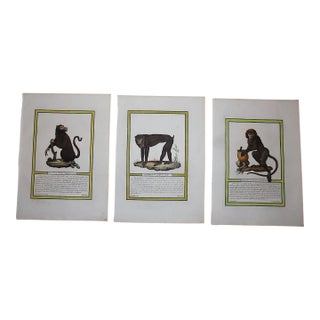 Authentic Antique Italian 18th Century Hand Colored Copperplate Monkey Engravings - A Pair For Sale