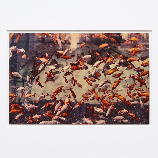 Contemporary Albarran & Cabrera, Image of Fish, Photograph with Gold Leaf on Japanese Paper, 2013, Framed For Sale - Image 3 of 11