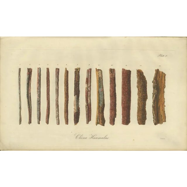 Cinchona Bark Varieties A Hand-Colored Illustrated Botanical Atlas, 1826 For Sale - Image 12 of 16