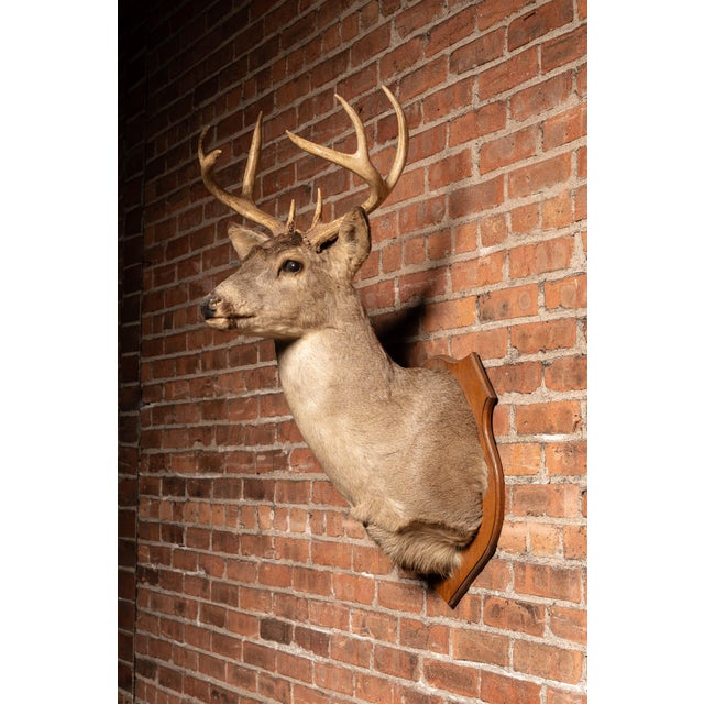 Whitetail Deer Buck Taxidermy Shoulder Mount For Sale - Image 4 of 7