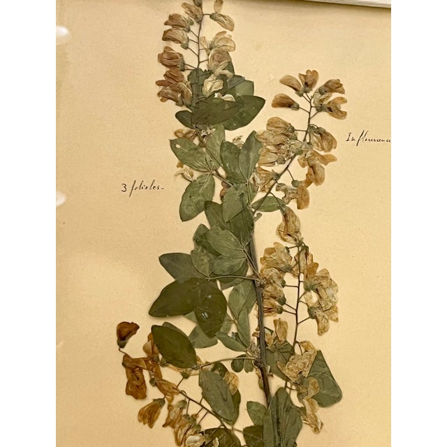 Vintage Set of 4 French Custom Framed Herbarium Herbiers Botanical Specimens For Sale - Image 4 of 13