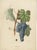Beautiful and decorative large lithograph of the Morrastel variety of grapes. A nice print to have on the wall for every...