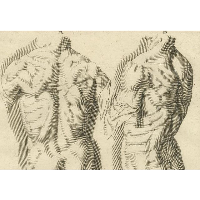 After De Lairesse, Anatomical Back Studies Academic Figure, 1745, Paper For Sale - Image 4 of 10