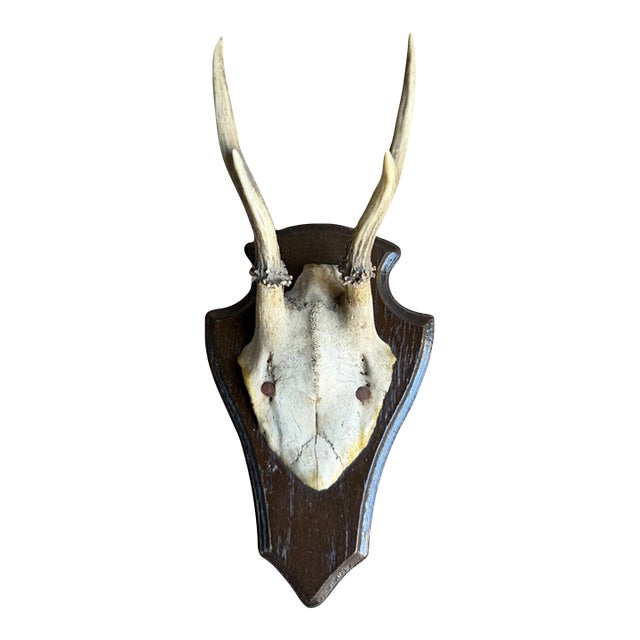 1930s Roe Deer Trophy 144, Black Forest Antlers For Sale