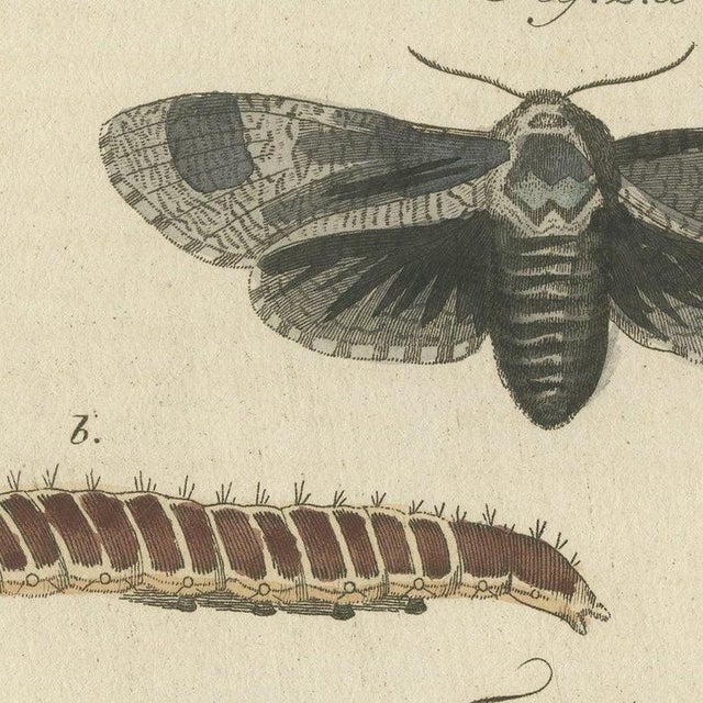 Bertuch, Garden Tiger Moth and Emperor Moth, 1805, Print For Sale - Image 6 of 12