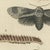 Bertuch, Garden Tiger Moth and Emperor Moth, 1805, Print For Sale - Image 6 of 12