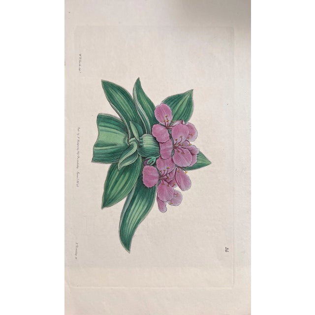 Mid 19th Century Set of Six 19th Century English Hand-Colored Botanical Engravings For Sale - Image 5 of 8