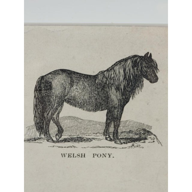 Black Webb & Millington, The Panorama of Horses, 1850, Engraving For Sale - Image 8 of 18