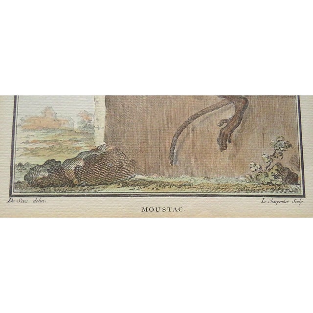 1 of 3 18th Century French Hand Colored George-Louis Leclerc Comte De Buffon Monkeys Copper Engravings Framed Antique - Moustac For Sale - Image 4 of 6