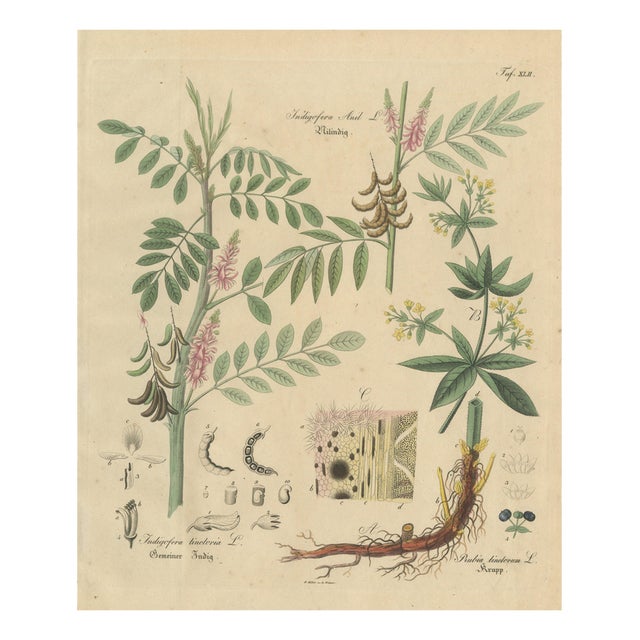 Indigofera & Rubia Tinctorum, 1800s, Paper For Sale