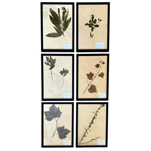 1965 French Herbarium Botanical Specimens – Set of 6 Custom Framed Pressed Botanicals For Sale - Image 6 of 15
