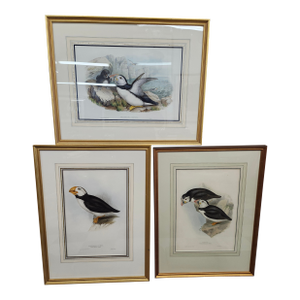 Late 19th Century John Gould the Birds of Britian - Three Framed Puffin Hand Colored Lithographs