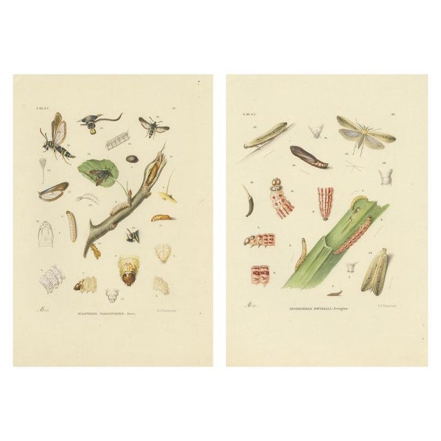 Copper Sepp & Brants, Sciapteron Xystophora Moths, 1906, Paper, Set of 2 For Sale - Image 8 of 13
