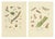 Copper Sepp & Brants, Sciapteron Xystophora Moths, 1906, Paper, Set of 2 For Sale - Image 8 of 13