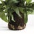 Farmhouse Echeveria Fern Drop-In 13.5" For Sale - Image 3 of 4