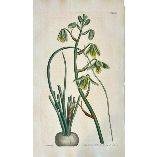Early 19th Century Original Botanical Engravings by William Curtis, 1816- Set of 4 For Sale - Image 5 of 6