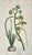 Early 19th Century Original Botanical Engravings by William Curtis, 1816- Set of 4 For Sale - Image 5 of 6